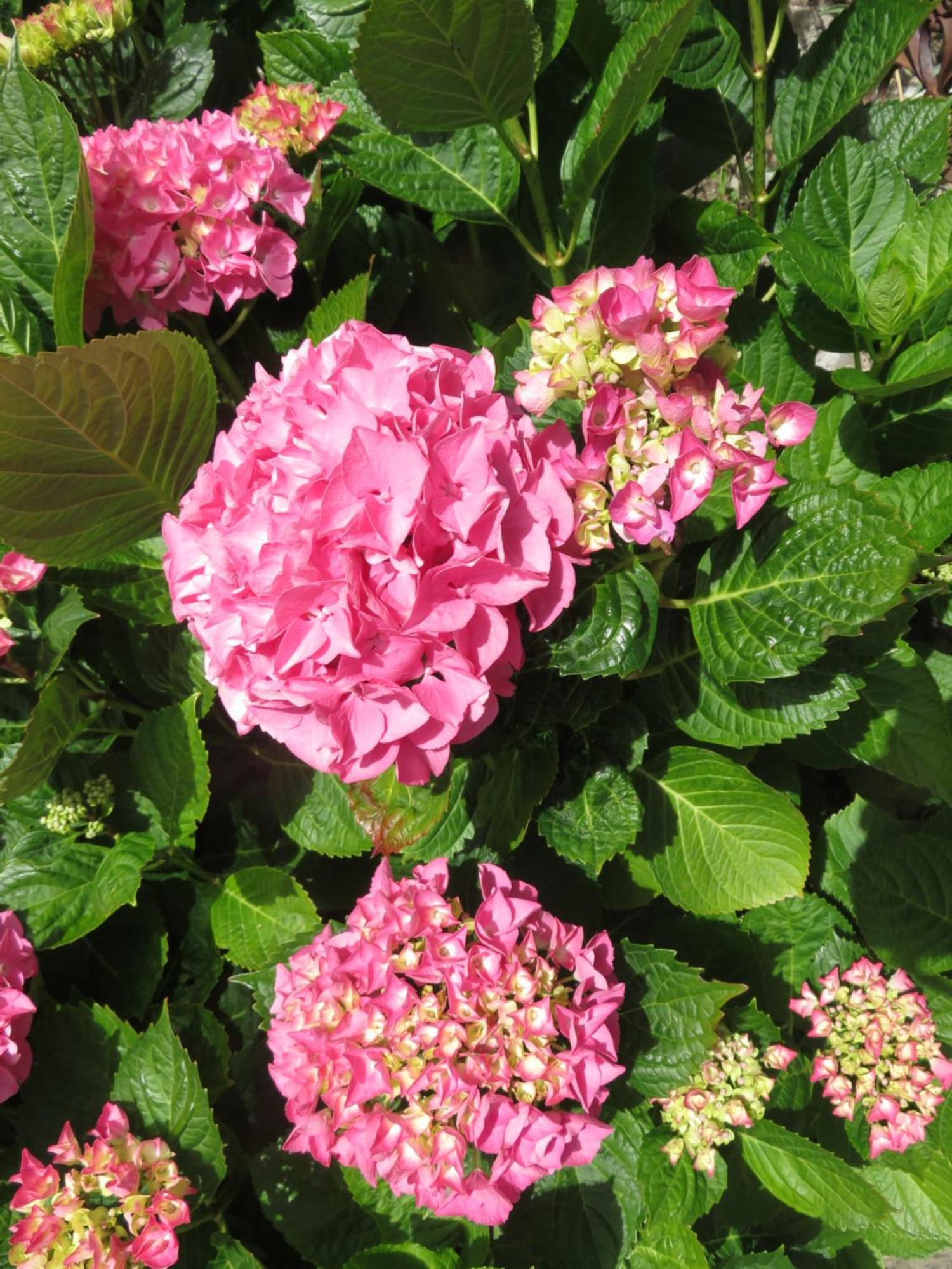 Le Jardin A Mordreuc Bed and Breakfast Pleudihen-sur-Rance Εξωτερικό φωτογραφία