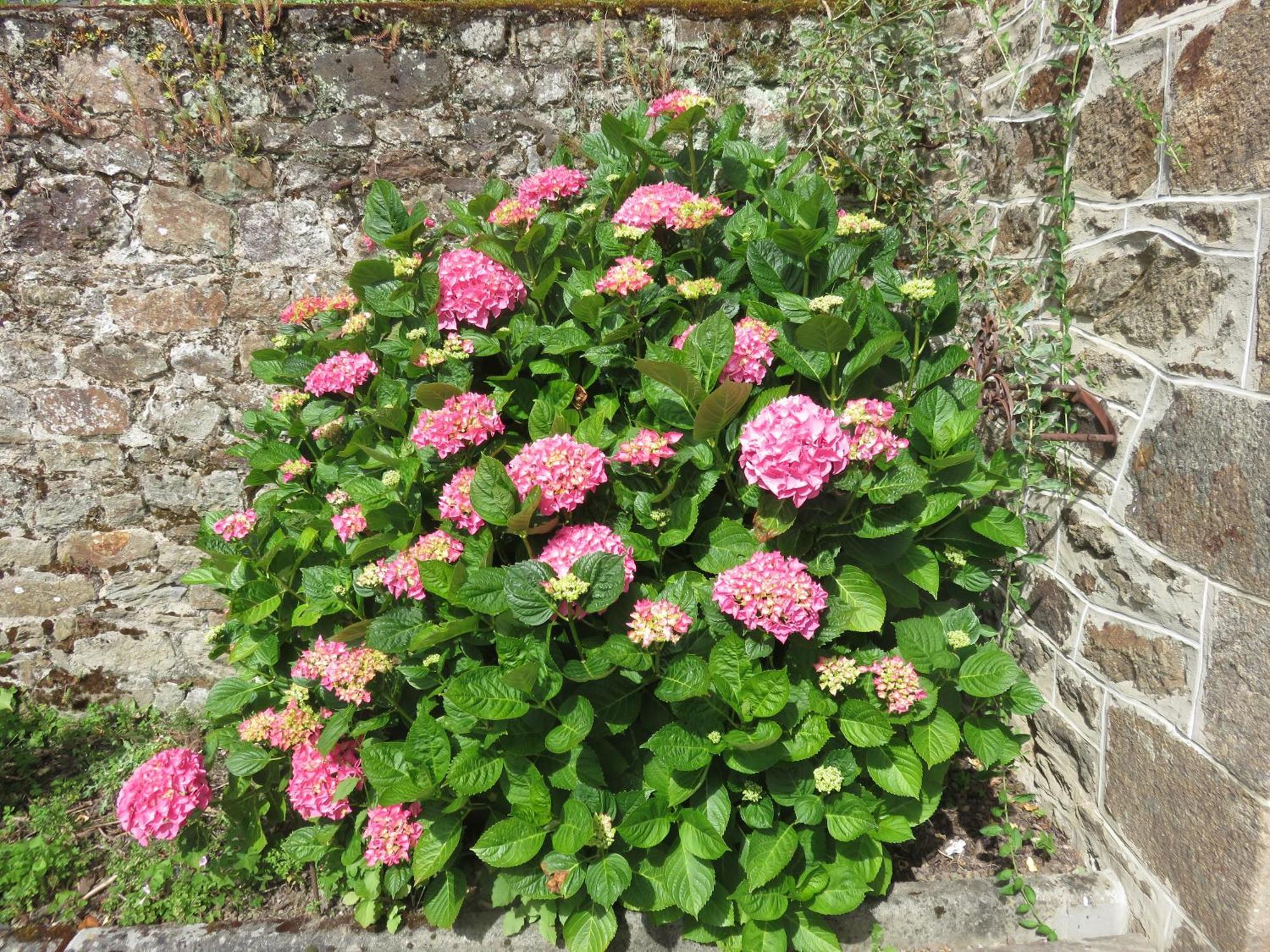 Le Jardin A Mordreuc Bed and Breakfast Pleudihen-sur-Rance Εξωτερικό φωτογραφία